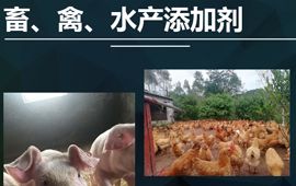 添加剂预混淆饲料公司，这有一家靠谱的！【百乐门娱乐官网首页兽药】