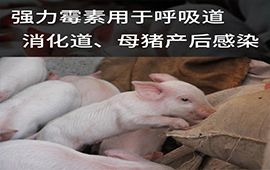 兽药现货强力霉素，呼吸道猪肺疫气喘咳嗽仔猪白痢副伤寒