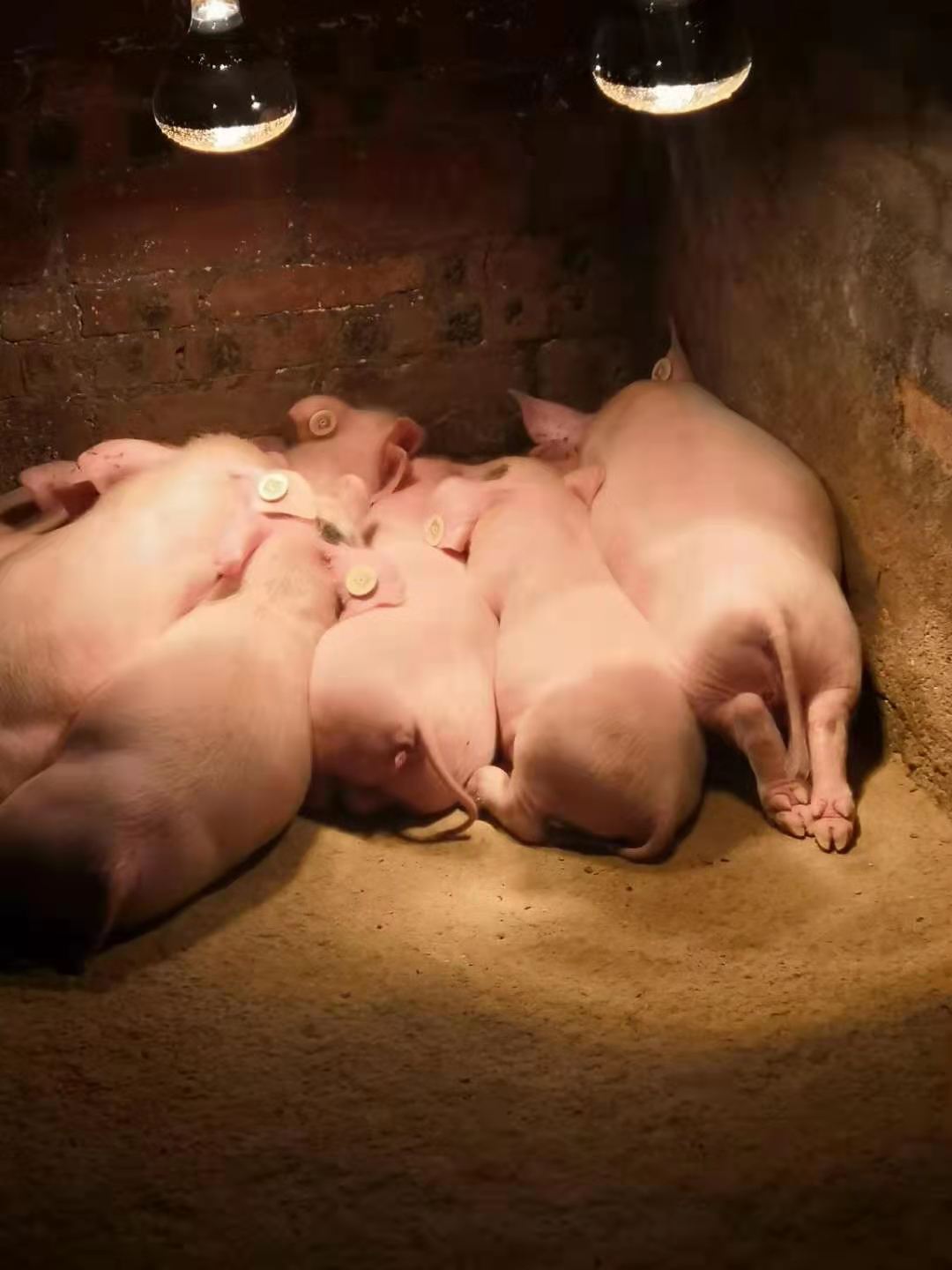 育肥猪饲料添加剂